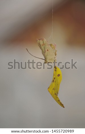 
two autumn leaves are hanging on the web