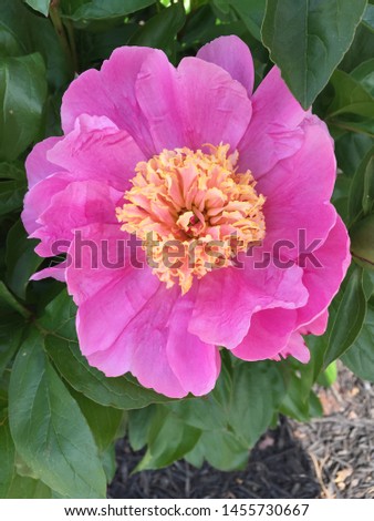Pink Peony Blooming in Summer