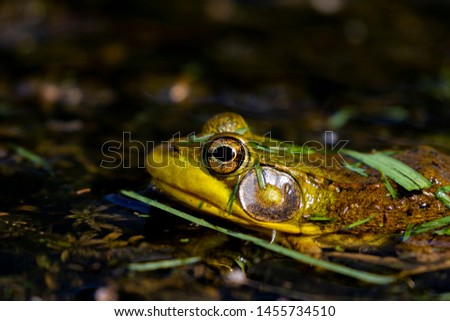 The American bullfrog (Lithobates catesbeianus or Rana catesbeiana) is native to eastern North America.