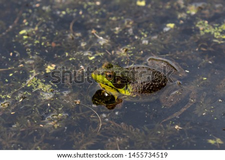 The American bullfrog (Lithobates catesbeianus or Rana catesbeiana) is native to eastern North America.