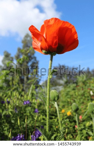 Red poppy against a blue sky background