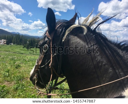 View of horse’s head on trail ride in the Teton National forest near Jackson Wyoming