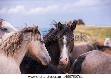 portrait of beautiful wild horses with long mane while graze in the meadow