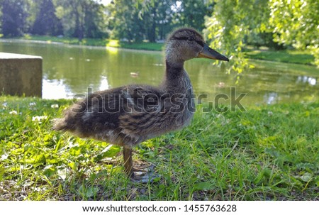 Close up cute little newborn fluffy duckling. One young duck on green grass background in the park near the pond. Concept of environmental protection, animals, birds and ecology. Duckling lost