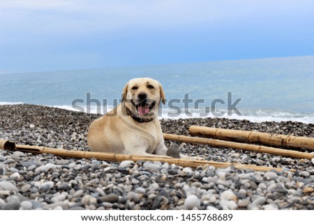 Labrador retriever yellow lies with bamboo sticks on pebble beach, ocean sea water and blue sea on background. Outdoor sumer wallpaper with cute dog pet.