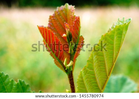                 young red leaf,Young red leaves of top  decorate plant in garden.