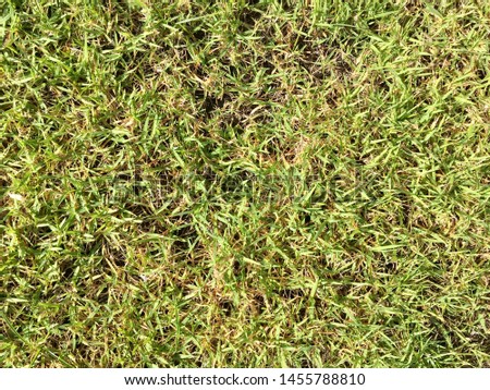 Green grass floor texture for background natural