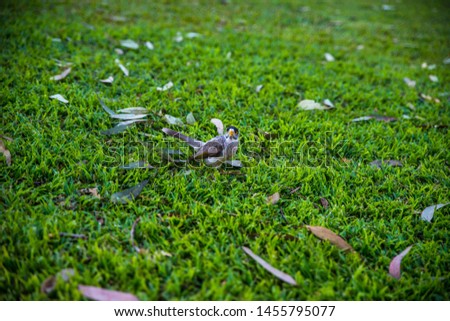 Curious little cute bird on grass