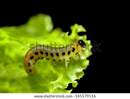 Macro of feeding caterpillar isolated on black 