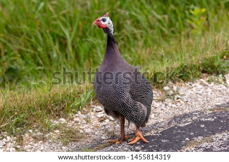The helmeted guineafowl (Numida meleagris) is native  African bird, often domesticated in Europe and America Royalty-Free Stock Photo #1455814319