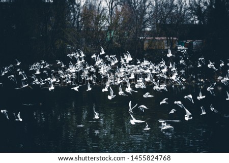 a large flock of white birds soars above the water of the dark river