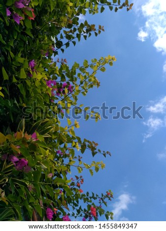 
natural blue sky background with flowers that grow beautiful green