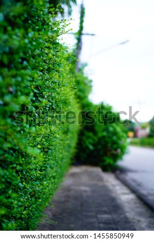 tiny green leaf, trees are planted to a fence, natural fence, natural green background.