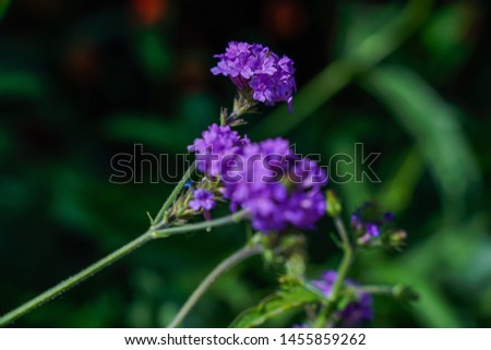 Purple wildflowers, morning light, bright colors, close-up