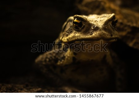 Japanese stream toad, species of toad in the family called “Bufonidae”, Japanese stream toad in captivity, Japanese stream toad in a glass cage, Closeup.