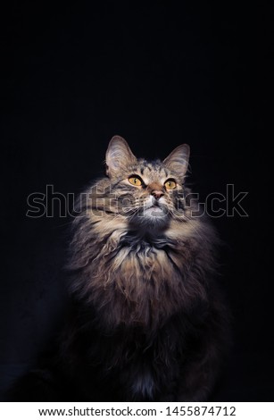 Tabby Cat Portrait Close up on Dark Background