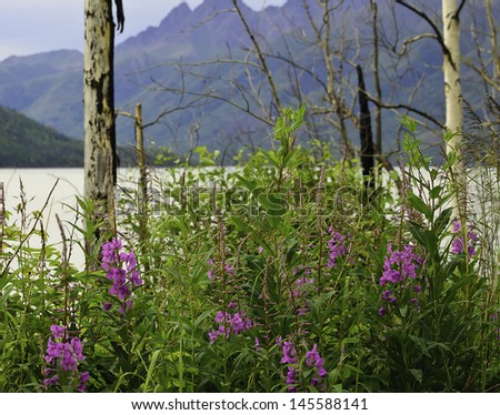 Fireweed Alaska