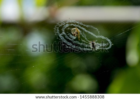 
Spiders manipulate prey.The spider catches up. Braided fiber for .. as a band. Spider web .. many ... big, beautiful, hoping to find a trap Fiber, even thin but sticky.