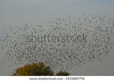 Flock of birds in the blue sky
