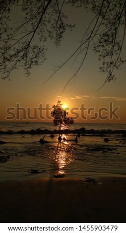 sunrise on the beach with single tree