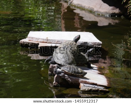 Turtles sunning in stones at a pond