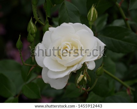 Downward shot of a blooming white rose with buds around it 