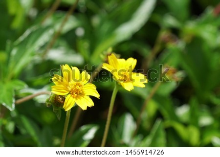 Sphagneticola calendulacea or Dodder, Wedelia