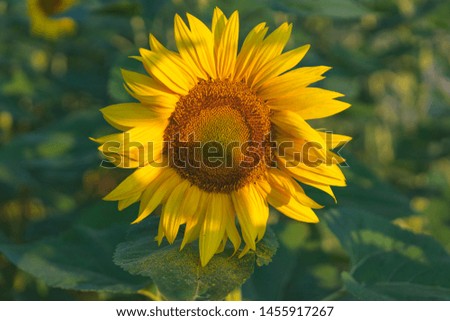 Sunflower in the morning light.