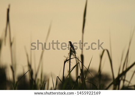Backlit image of a bird in the evening
