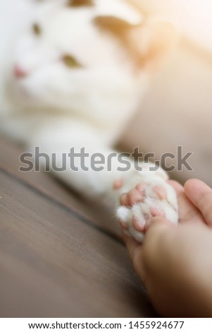 Woman hand holding paw cat