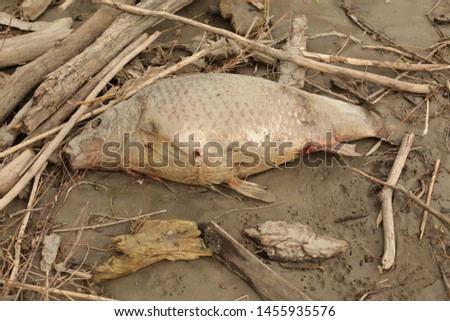dead fish near the danube