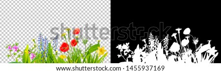 spring grass and daisy wildflowers isolated with clipping path and alpha channel Royalty-Free Stock Photo #1455937169