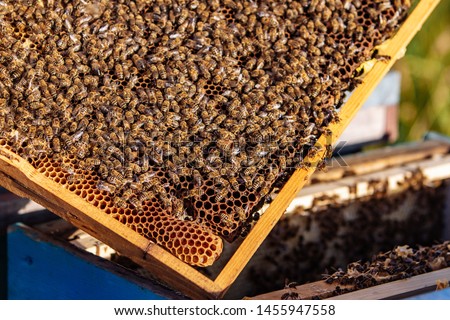 Working bees on honeycomb. Frames of a bee hive. Apiculture