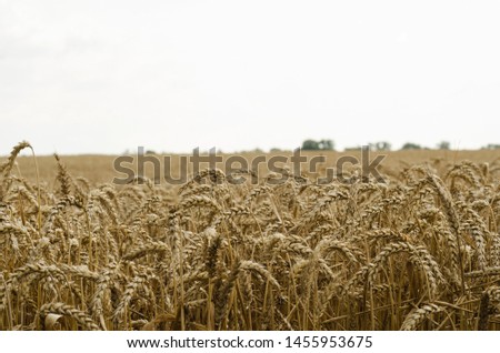 A beautiful wheat field is ready for harvest