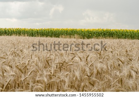 Spikelets of wheat against the background of a field with sunflowers