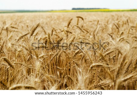 Golden spikelets of wheat on the field