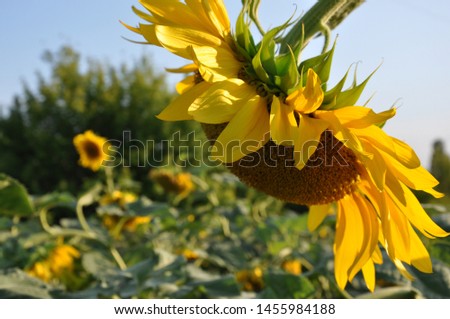 Yellow blooming sunflower growing in a field