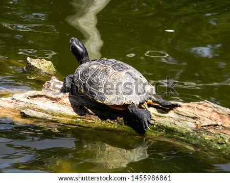 The image of tortoise on tree which floating on lake in zoo, Vienna, Austria.