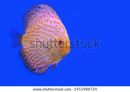 Beautiful fish, pompadour on wallpaper background