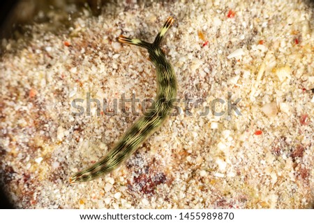 Sapsucking Slug, Thuridilla gracilis is a species of sea slug, a sacoglossan, a marine gastropod mollusk in the family Plakobranchidae