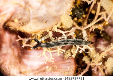 Sapsucking Slug, Thuridilla gracilis is a species of sea slug, a sacoglossan, a marine gastropod mollusk in the family Plakobranchidae