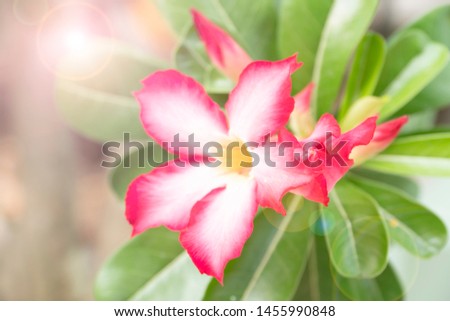 tree or Impala lily beautiful red adenium