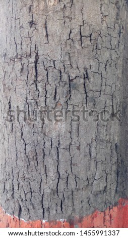 Trunk of a tree with many natural cracks
