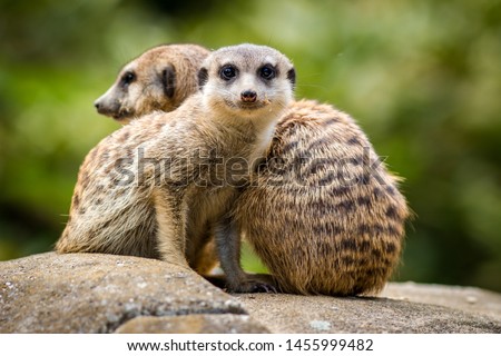 meerkat mammal in the zoo 