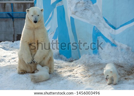 Baby Polar bear suckles mom in zoo.  little white bear cubs with their mother on the snow.