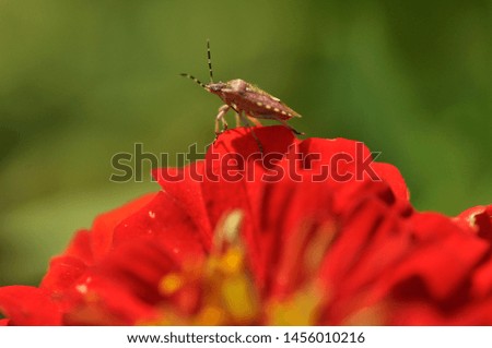 Stinky beetle on a red flower
