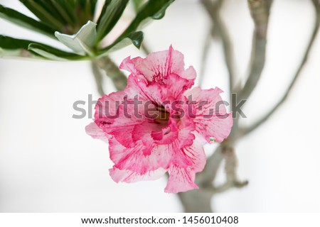 Full bloom of adenium obesum. This desert rose of pink variegated petal is also known as Pink Panther. Water color painting like image on white background.