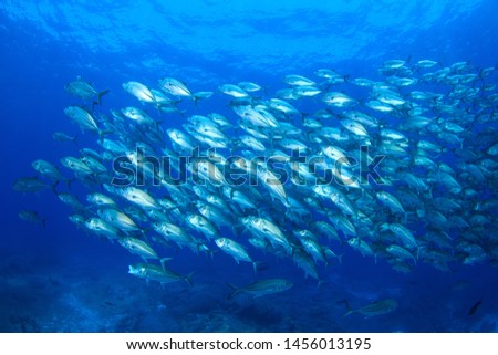 Underwater image of a school of silvery shining Big Eye Jack Fish / Trevallies (Caranx sexfascinatus), scuba diving in Indonesia