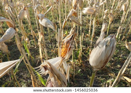 picture about agriculture
ripe corn plants, ready to be harvested, views of the cornfield