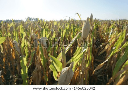 picture about agriculture
ripe corn plants, ready to be harvested, views of the cornfield